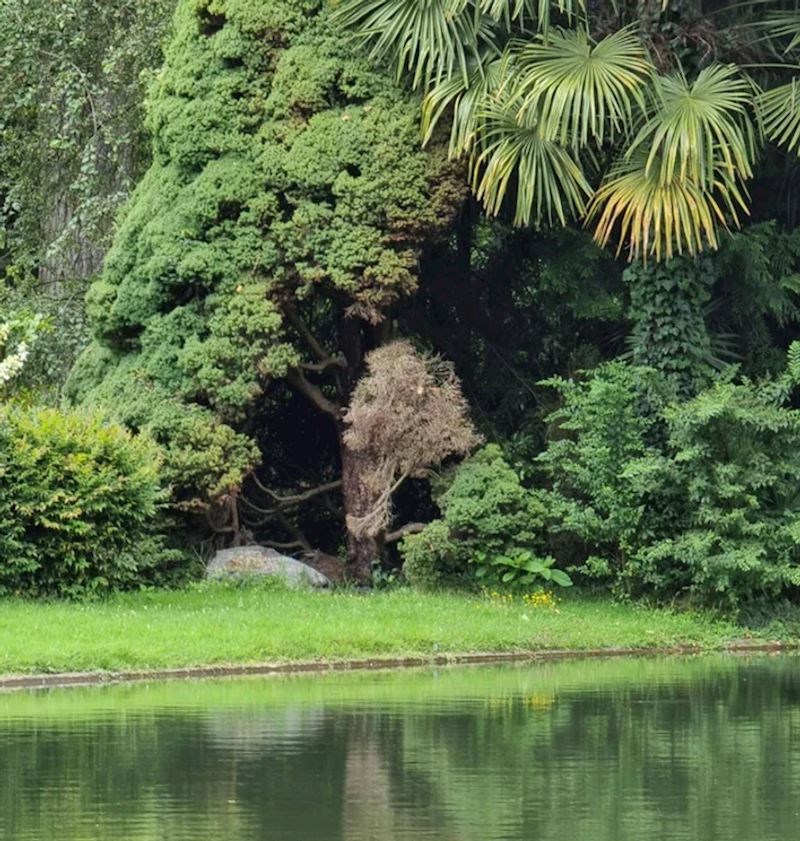 Odakle lav na ovim područjima?