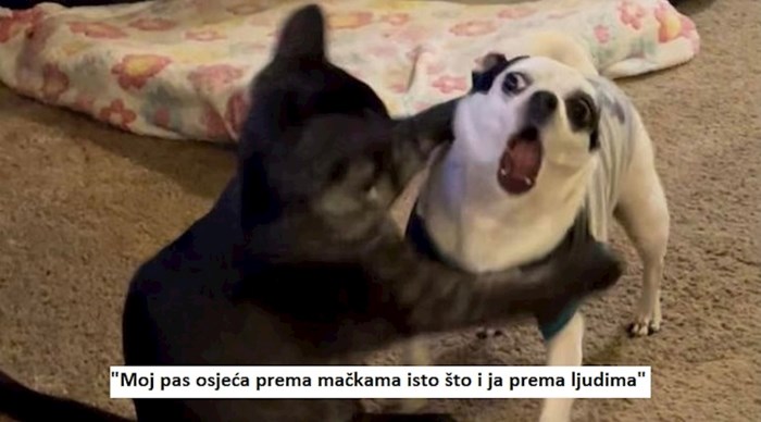16 ljubimaca koji su veće kraljice drame od bilo kojeg lika iz sapunica