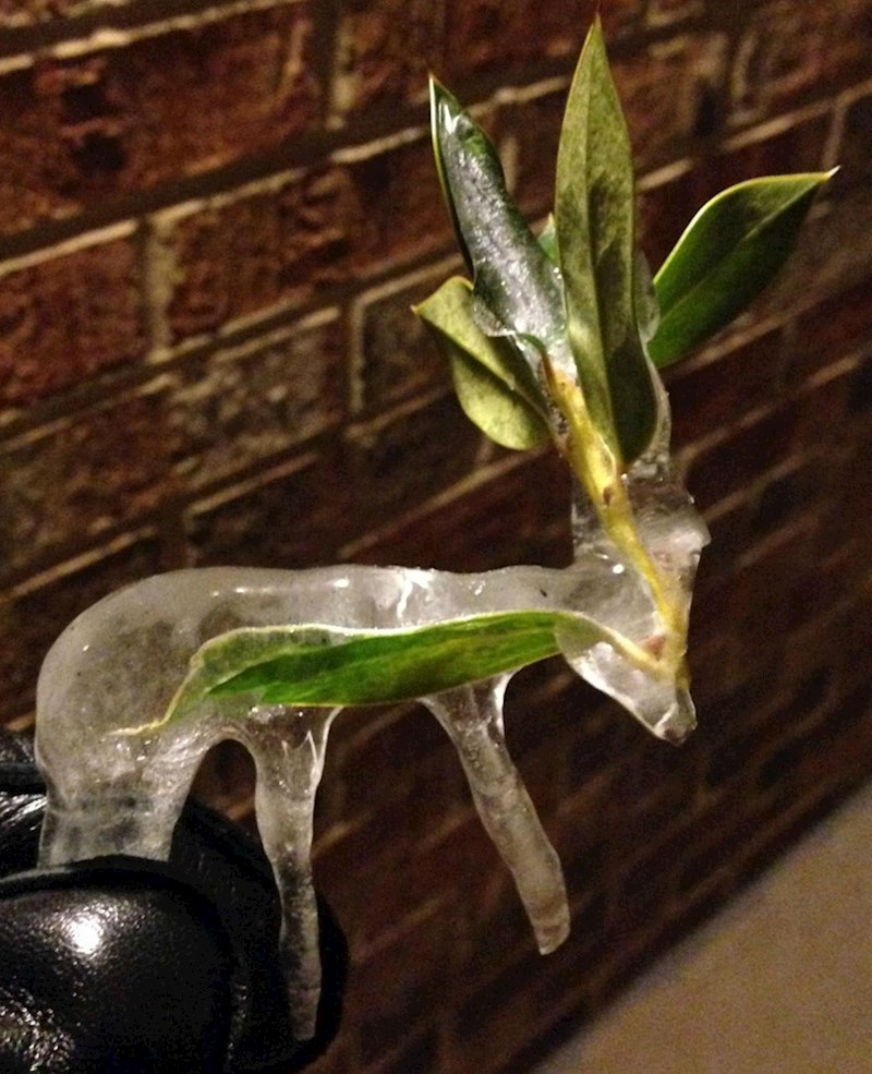 Led je formirao oblik koji podsjeća na jelena!