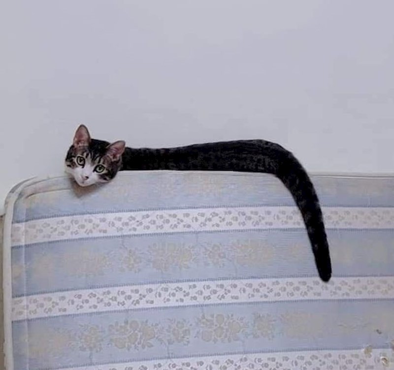 18. Gdje se može nabaviti ova zmija? 😂