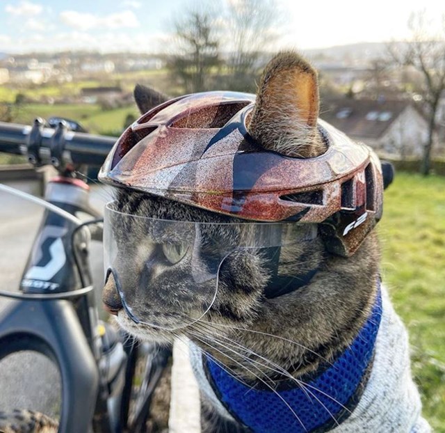 Maca voli odlaziti na duge vožnje s vlasnikom, pa joj je isprintao kacigu i zaštitne naočale