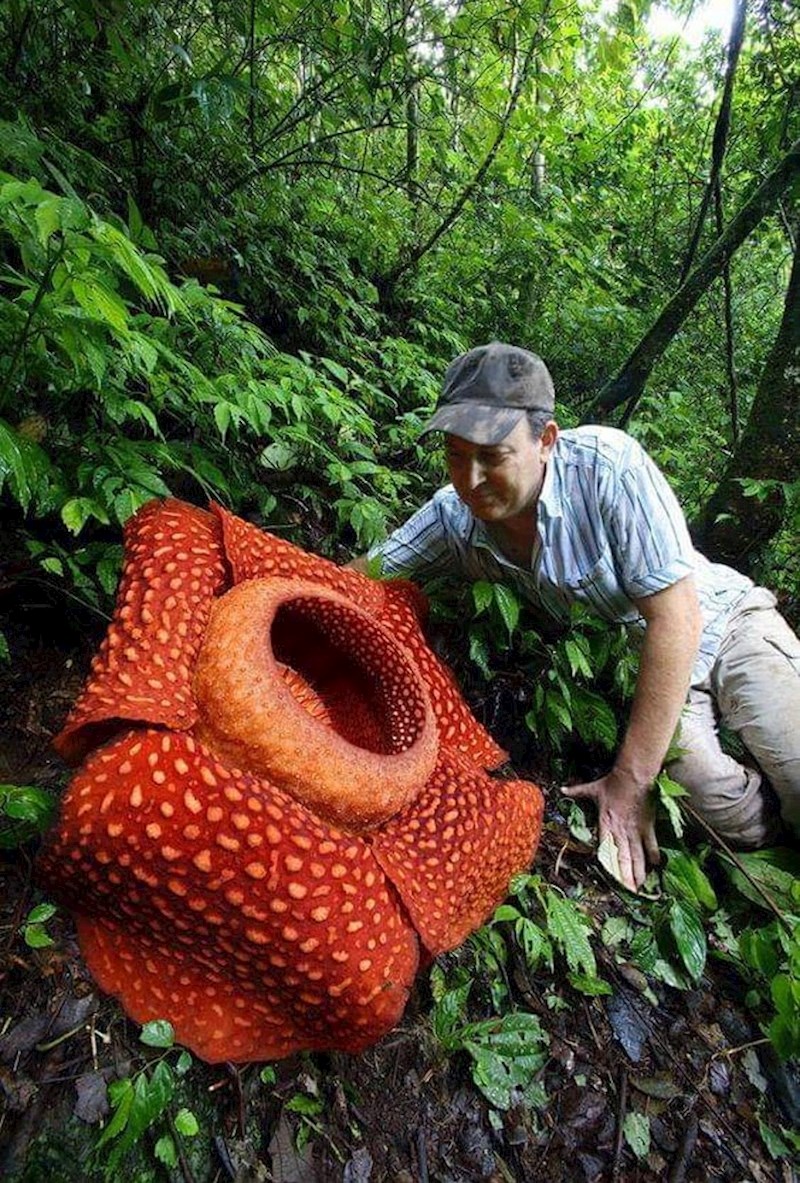 Najveći cvijet na svijetu, Rafflesia Arnoldii, Zapadna Sumatra, Indonezija