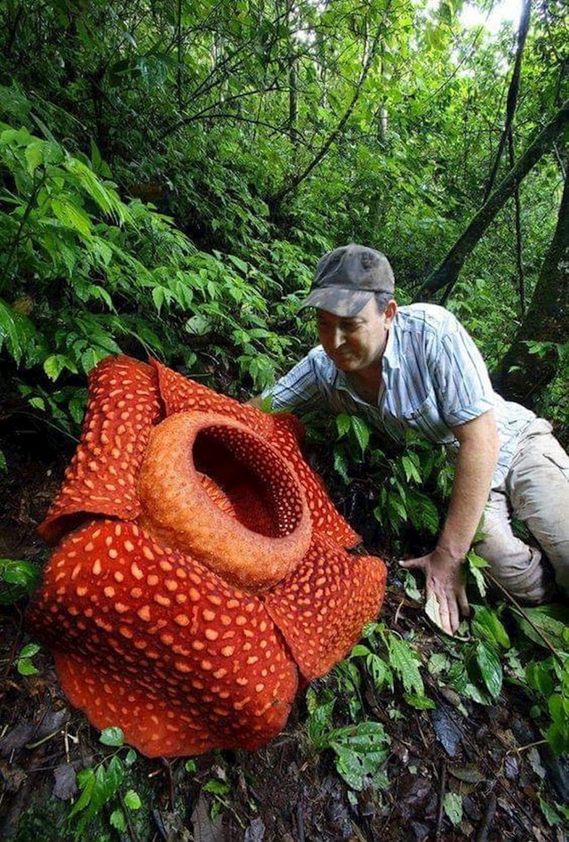 Najveći cvijet na svijetu, Rafflesia Arnoldii, Zapadna Sumatra, Indonezija