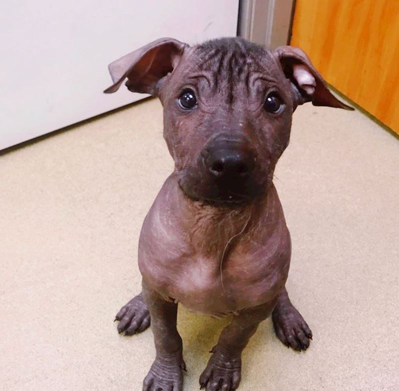 Opet nije mješanac, ali je naobičan kao što mu i samo ime kaže. Dame i gospodo- meksički bezdlaki pas