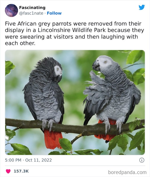Papige su izbačene iz postave Lincolnshire Wildlife Parka zbog neprimjerenog ponašanja- psovale su posjetitelje i smijale im se 🤣