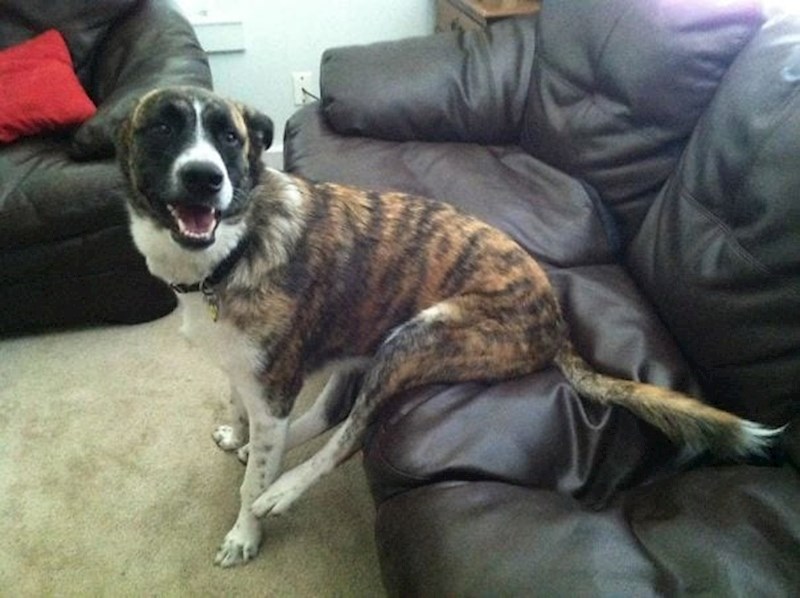 Šape na kauču su opasna zona!