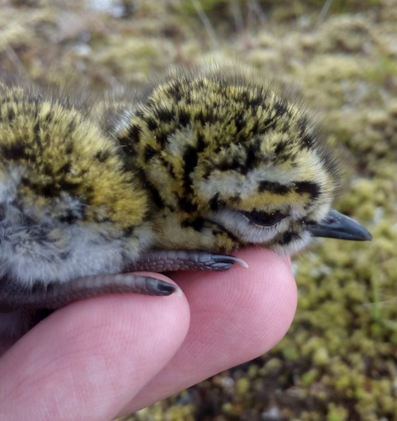 Ovo mladunče zlatnog pljeskavca savršeno se kamuflira kao mahovina
