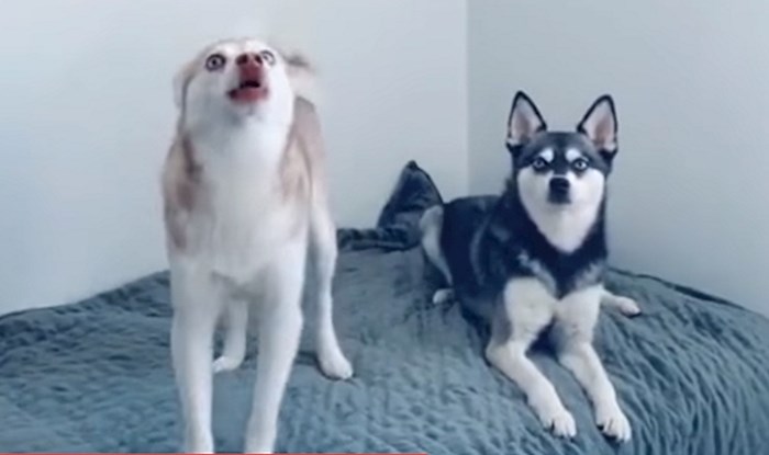 VIDEO Ljudi bez razloga plješću svojim psima, morate vidjeti njihove reakcije!