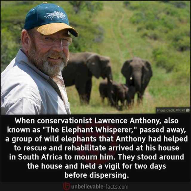 Lawrence Anthony bio je poznat kao "šaptač slonovima". Kada je umro, grupa slonova kojima je nekad pomogao da prežive, dva je dana boravila oko njegove kuće- tugujući za omiljenim čovjekom