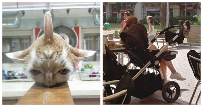 18 fotki u koje ćete se morati zagledati dvaput; ovo bi zavaralo i najoštrije oko!