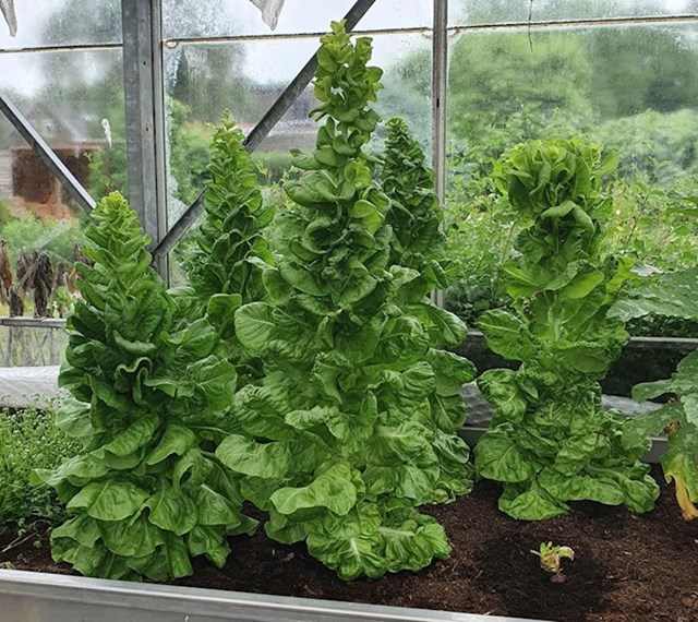 Zelena salata koja će uskoro moći poslužiti kao bor za Božić