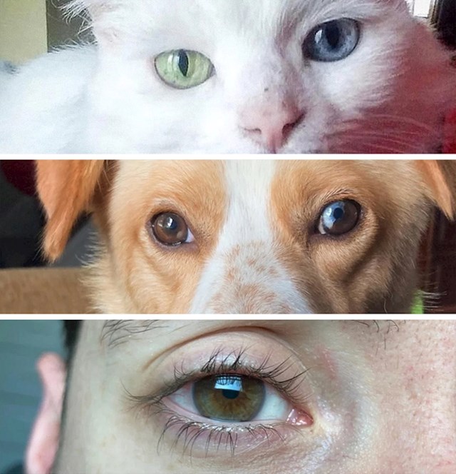 Vlasnica i njezini ljubimci- svi imaju dvije boje očiju!