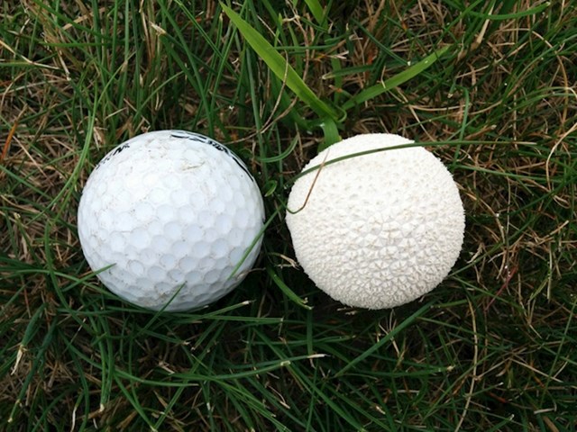 Loptica za golf pala je tik do gljive koja podsjeća na nju!