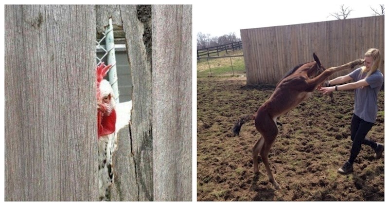 17 urnebesnih scena koje je kamera slučajno uhvatila, a dogode se jednom u životu