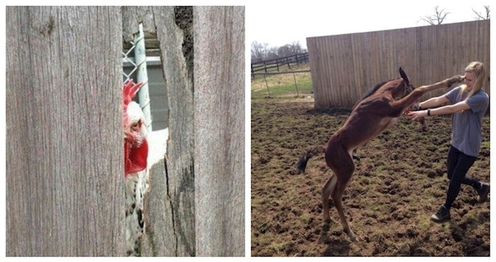 17 urnebesnih scena koje je kamera slučajno uhvatila, a dogode se jednom u životu