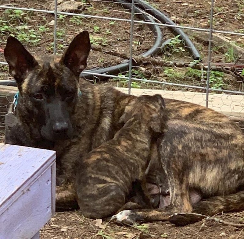 7. Pronađite štenca!