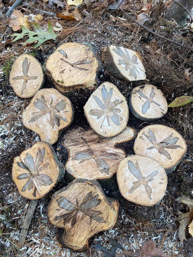 "Nikada nisam vidio ovakvo deblo!"