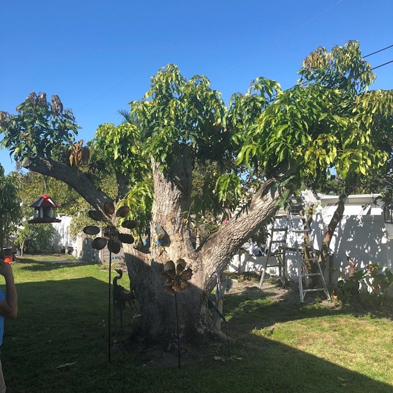 "Djed je strastveni uzgajivač manga. Na ovom stablu je 6 tipova tog voća"