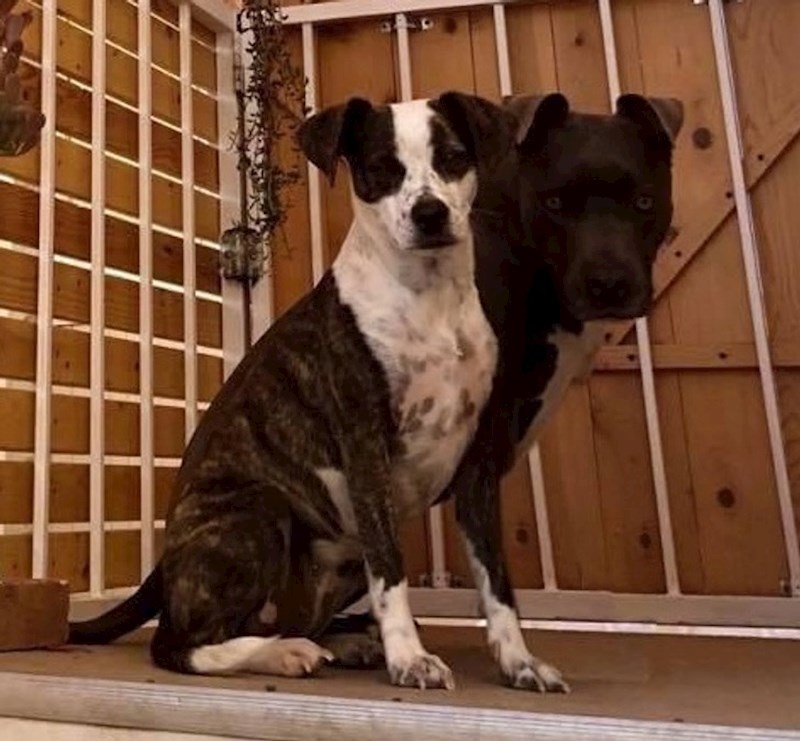 8. Toliko su nerazdvojni da su postali jedno