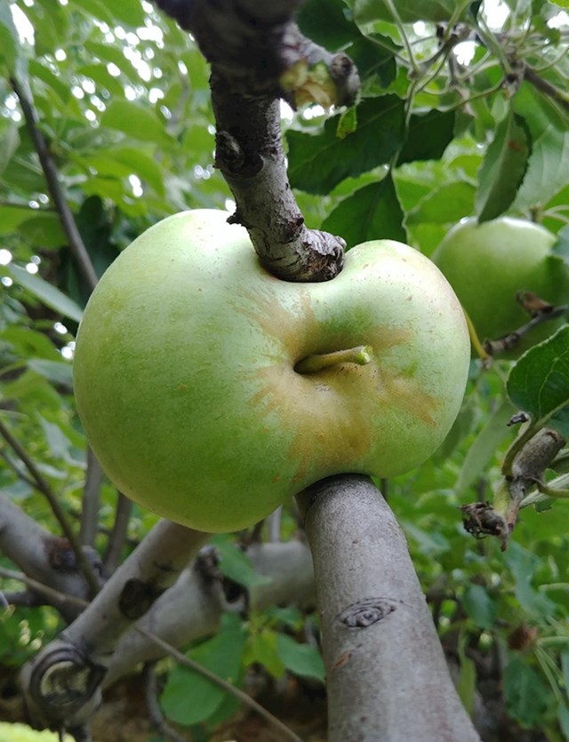 Plod jabuke koji raste između dvije grane