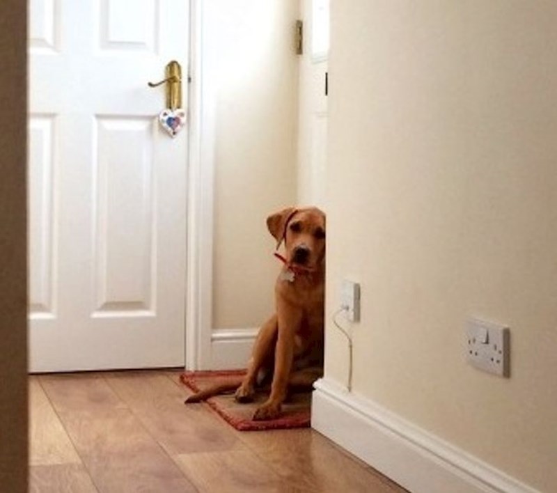 5. Psi su skup sport. Svaki je osiguran jer su veterinarske usluge jako skupe. Tko ima ljubimce obvezan je brinuti o njima inače slijede kazne. Zato u Švedskoj skoro pa nema pasa lutalica!