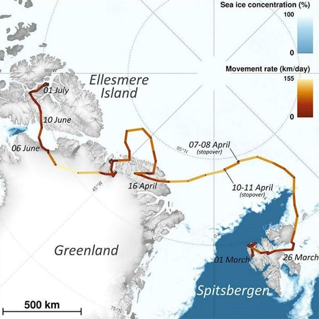 Polarna lisica prošetala je od Norveške do Kanade ovom rutom