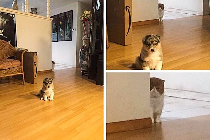 Nisu svi oduševljeni novim članom kućanstva