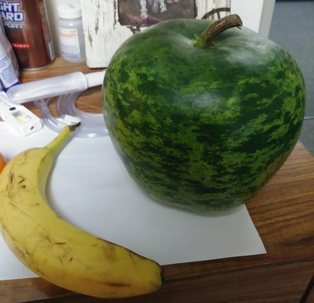 Nije lubenica, nije gigantska jabuka. Nećete, vjerovati, ovo je bundeva!