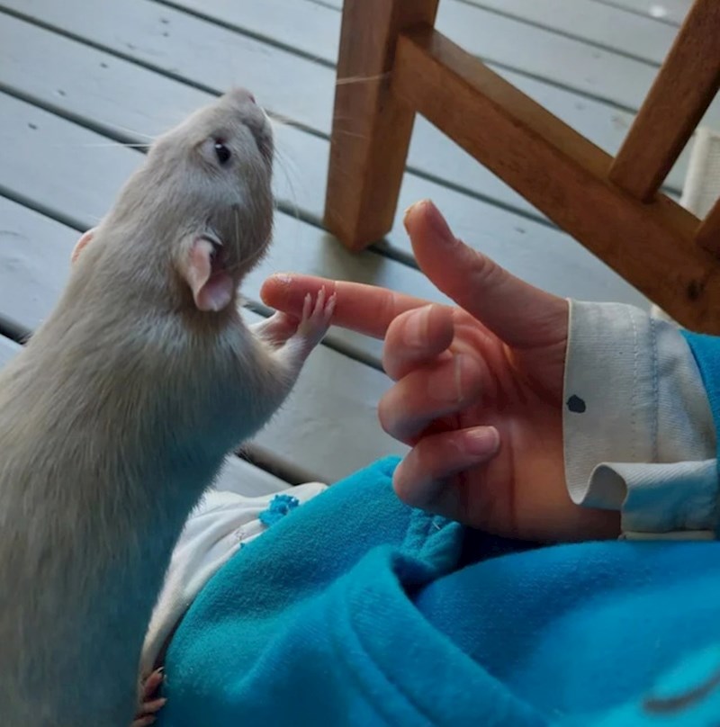 Kad je ljubimac moje kćeri Wasabi Bobby nervozan ili u novoj situaciji, on je drži za ruku da se smiri