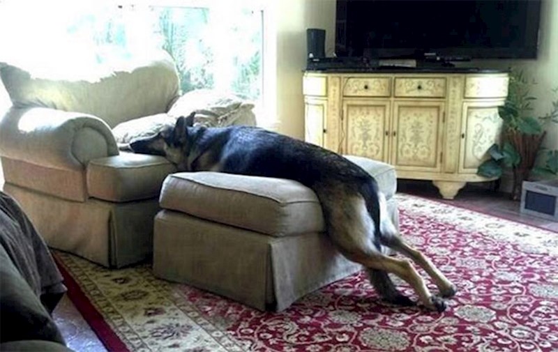 Nema šapama na kauč br.4