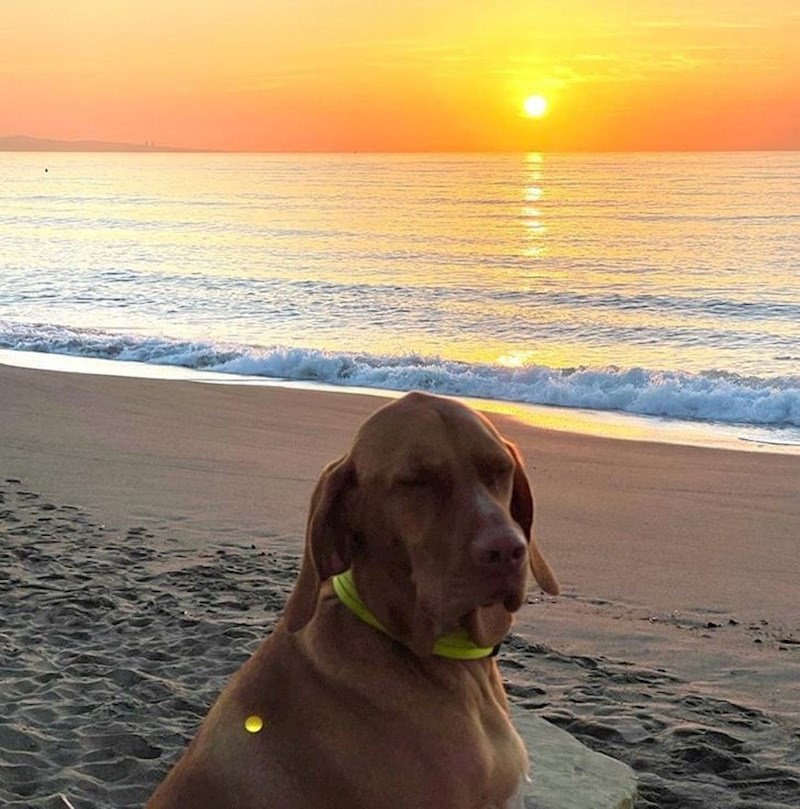 Ako bolje pogledate, pas uopće nije isplazio jezik!