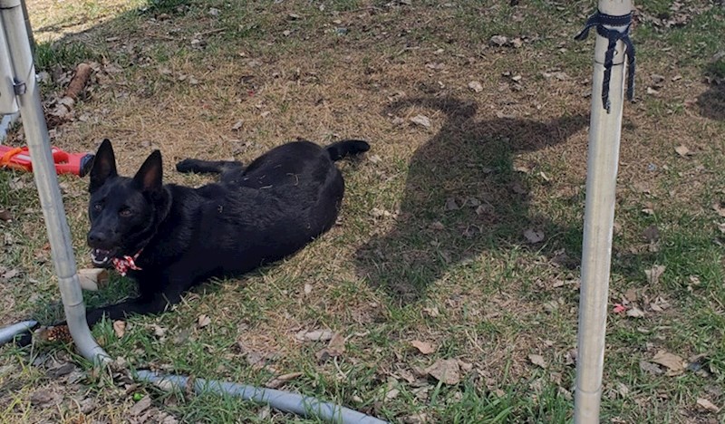 Moj pas i njegova sjena su se razdvojili na neko vrijeme!