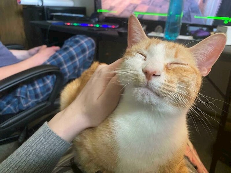 Stara i bolesna maca, udomljena sa 12 godina, prvi put osjeća toplinu doma i upija svaki dodir