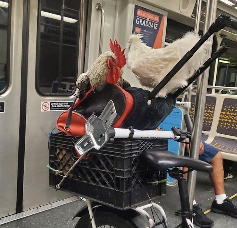 Pijetao u podzemnoj se definitivno ne viđa svaki dan!