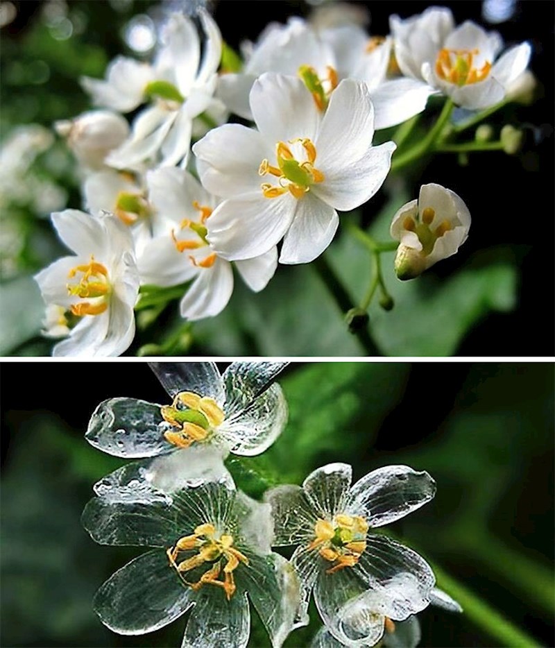 Cvijet kostura, čije se latice pretvaraju iz bijelih u prozirne kad pada kiša