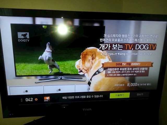TV program za pse
