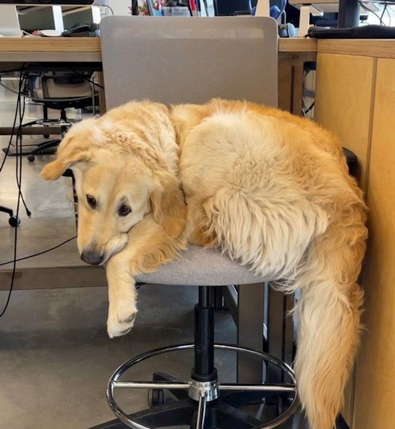 "Kad god dovedem psa na posao, moram tražiti gdje ću sjesti jer on cijelu smjenu provede ovako"