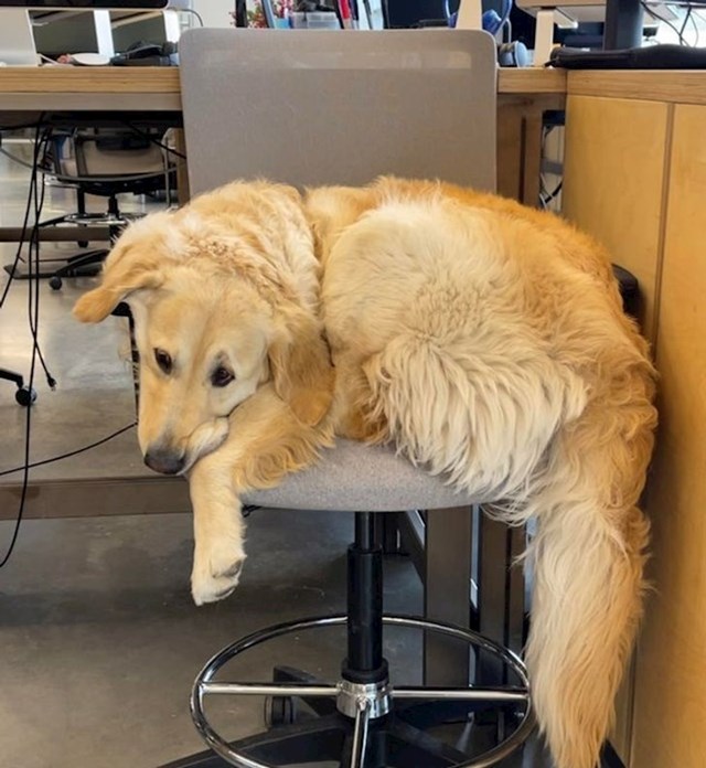 "Kad god dovedem psa na posao, moram tražiti gdje ću sjesti jer on cijelu smjenu provede ovako"