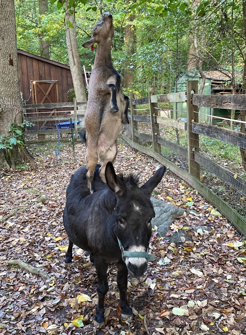 Kad se male ruke slože...