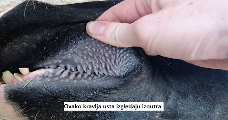 14 zagonetnih fotografija koje pokazuju "skrivenu" stranu uobičajenih stvari