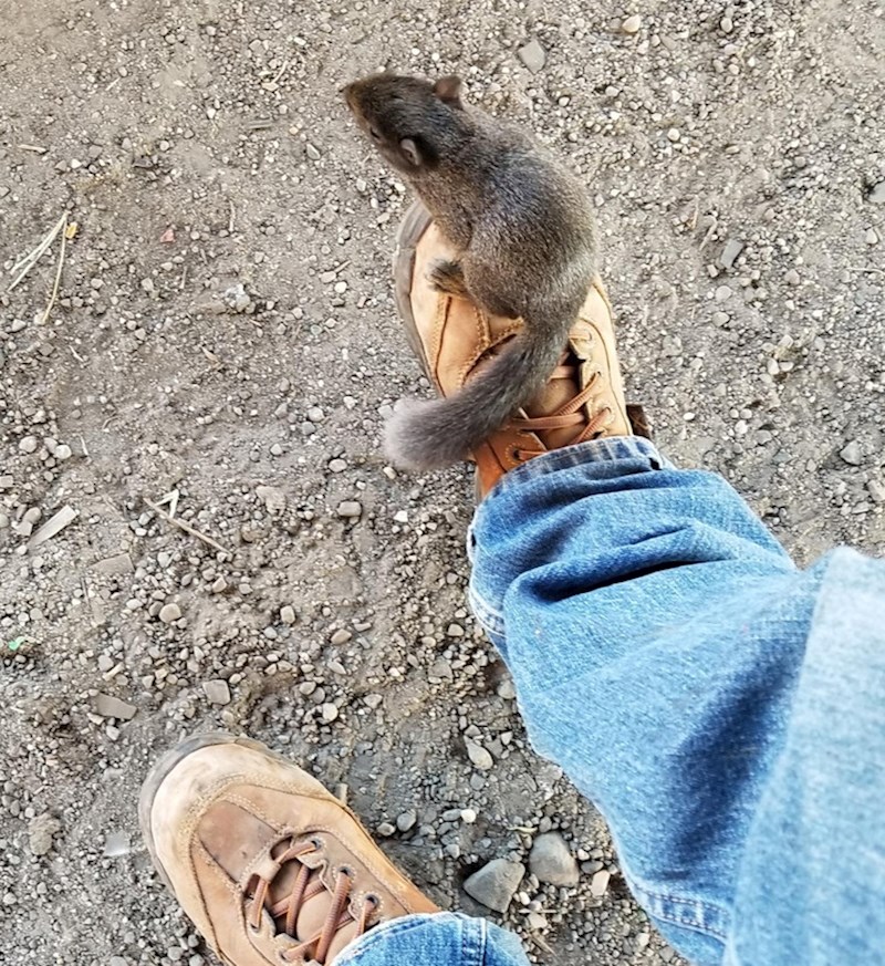 Vjeverica je došetala do mene i odlučila sjesti na moje tenisice