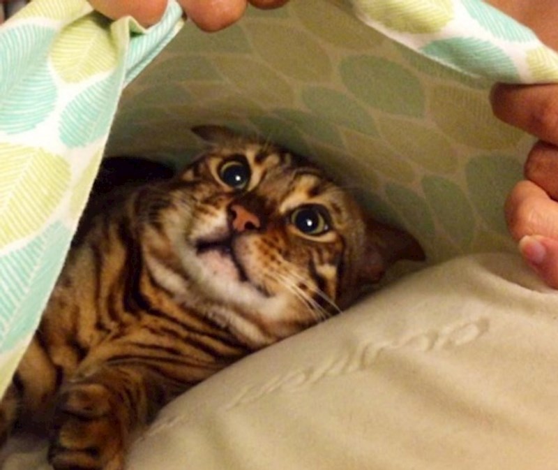 Skrila se u jastučnicu. Ne znam tko je bio više iznenađen kada sam je otkrio