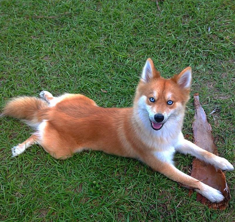 Nije lisica već opet pomski!