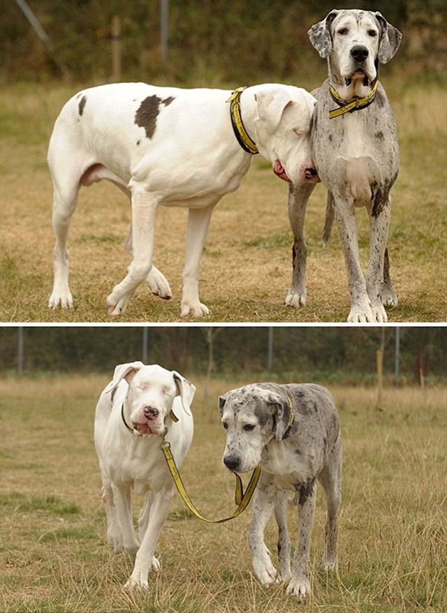Bijeli pas je slijep, ali zna da će ga njegov sivi prijatelj odvesti u najbolje šetnje!