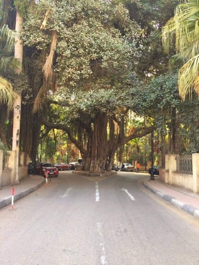 Novoizgrađena cesta projektirana je tako da se sačuva stoljetno stablo! 👏