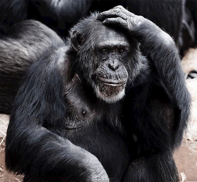 Prosječna osoba ima jednaku količinu dlaka na tijelu kao čimpanza, ali one su svjetlije i tanje.