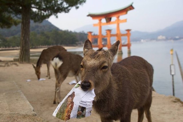 Miyajima, otok u Japanu, također poznat kao Otok jelena, dom je divljeg, ali pitomog jelena Sika. Ovdje jeleni slobodno šetaju ulicama otoka!