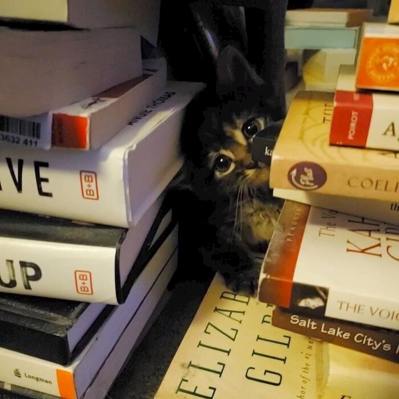 U azilu su je napadale druge mace. Drugi tjedan da je s nama, ali se ponekad još sakrije kada misli da je u opasnosti. Srećom, sada je na sigurnom!