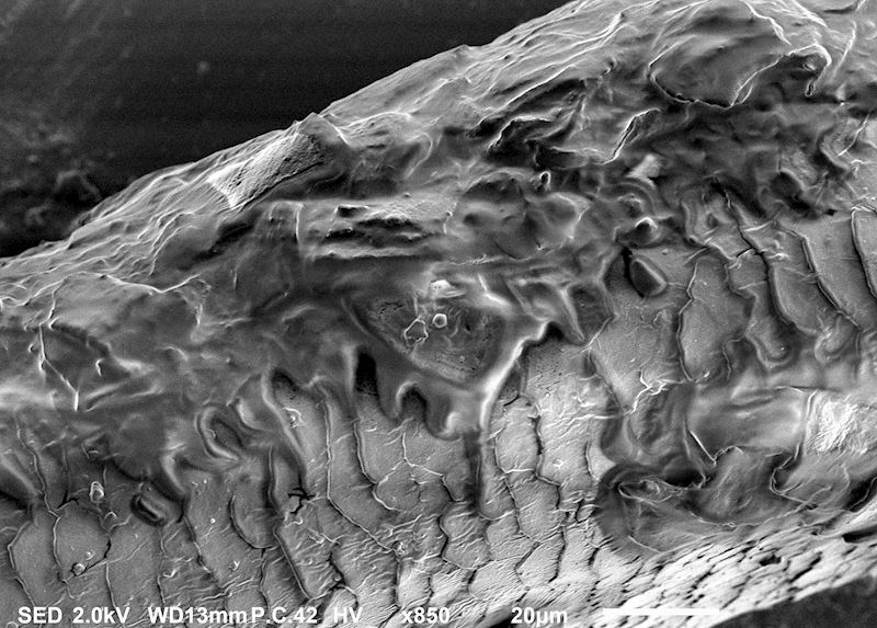 Trepavica! Da, ni mi nismo ovo očekivali!