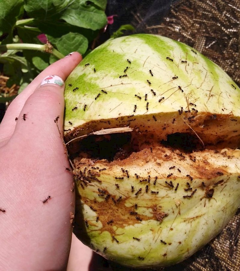 "Mjesecima čekam ovo, kad ono- mravi"